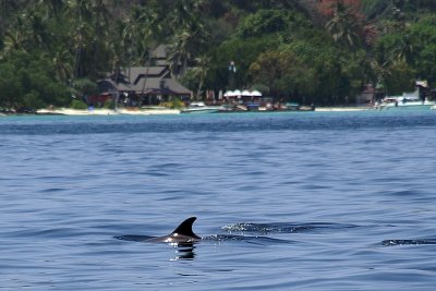Dolphins close to the coast of Phi Phi Don