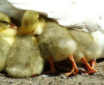 Wild Goslings: I Was There First!
