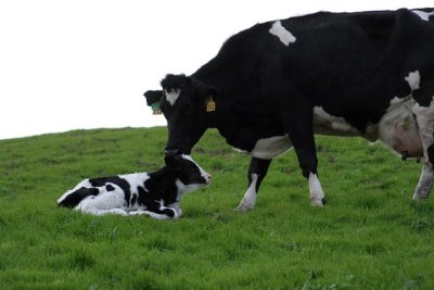 Newborn Calf & mom