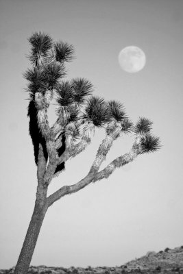 Joshua Tree and Rising Moon (B&W)