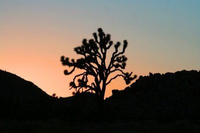 Joshua Tree Sunset Silhouette