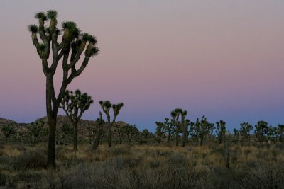 Still Desert Sunset