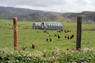 Chicken Farm in West Marin