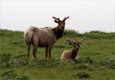 Wild Tule Elk in Point Reyes