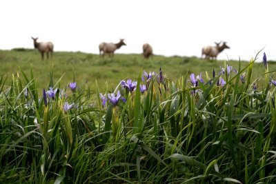 Tule Elk with Wild Irises