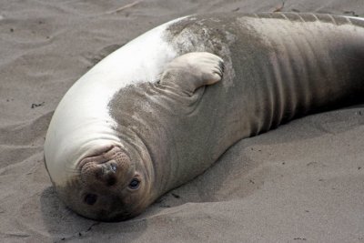 Wild Elephant Seal