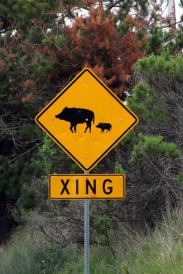 Wild Pig Crossing