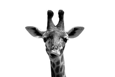 Giraffe - BW