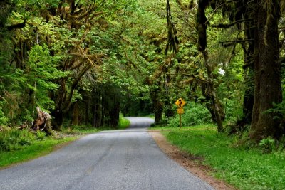 The Road to Hoh Rainforest