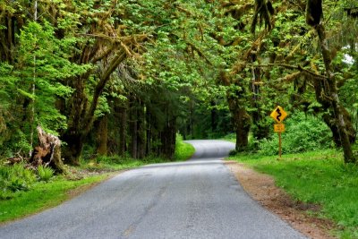 The Road to Hoh Rainforest II
