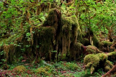 Hoh Rainforest - Hall of Mosses