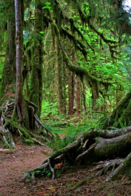 Hoh Rainforest