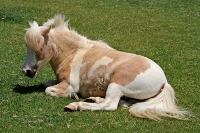 Quicksilver Ranch Miniature Horse Farm