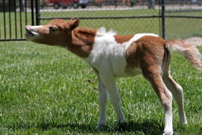 Quicksilver Ranch Miniature Horse Farm