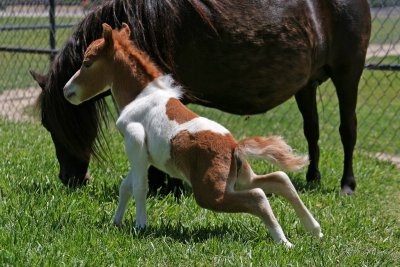 Quicksilver Ranch Miniature Horse Farm