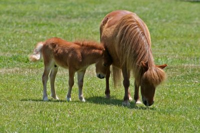 Quicksilver Ranch Miniature Horse Farm