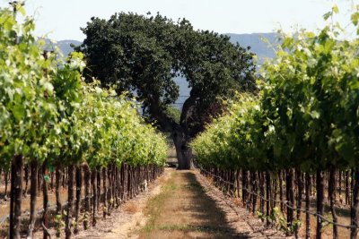 Vines and Oak Tree, Bridlewood Winery