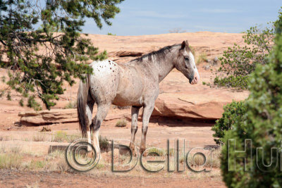Navajo Horse, Canyon de Chelly