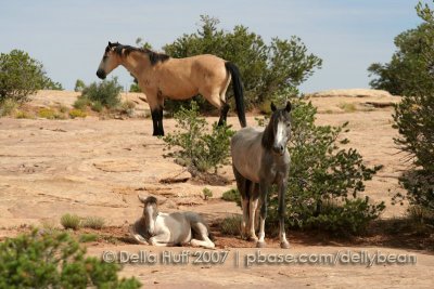 Navajo Horse Family, Canyon de Chelly