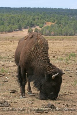 Where the Buffalo Roam... near Zion National Park