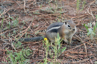 Chubby McChubbersons the Ground Squirrel