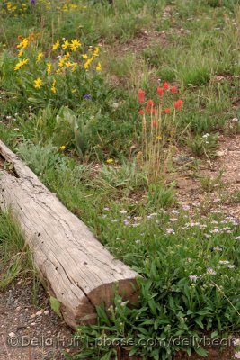 Wildflowers at Cedar Breaks National Monument