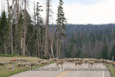 Sheep Crossing near Cedar Breaks National Monument