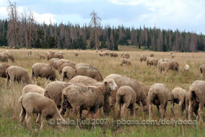 Sheep Grazing near Cedar Breaks National Monument