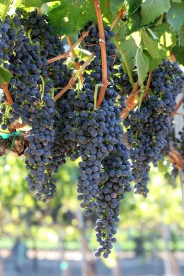 Grapes in Santa Ynez Valley