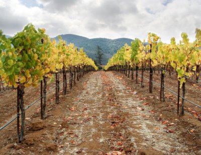Vineyard in Fall, Santa Barbara County
