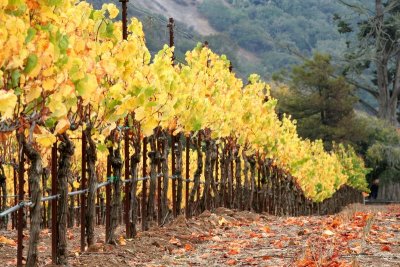 Vineyard in Fall