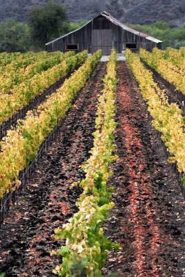 Fall Vineyard and Barn