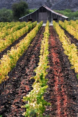 Fall Vineyard and Barn 2