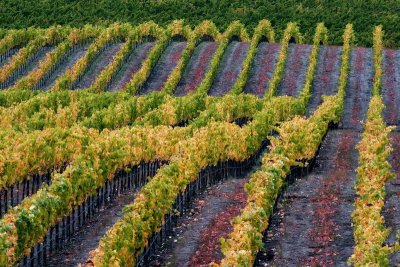 Vineyard Hillside in Fall