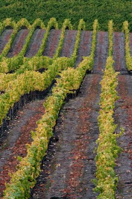 Vineyard Hillside in Fall 2