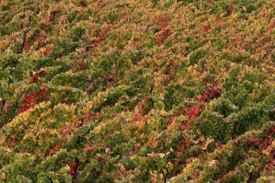 Grape Vines in Fall