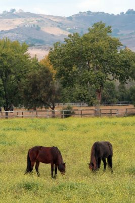 Horses Grazing, Santa Barbara County