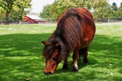 Miniature Horse Grazing