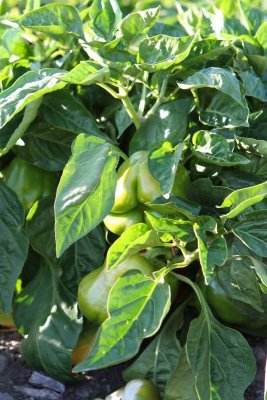 Bell Peppers on the Vine