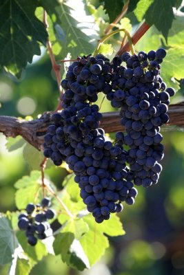 Ready for Harvest