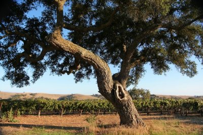 Vineyard and Old Oak