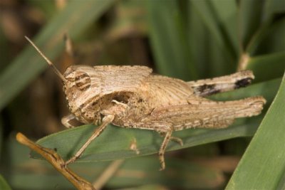 Berseem Grasshopper - Morphacris fasciata