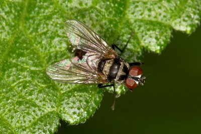 Greenbottle blow fly