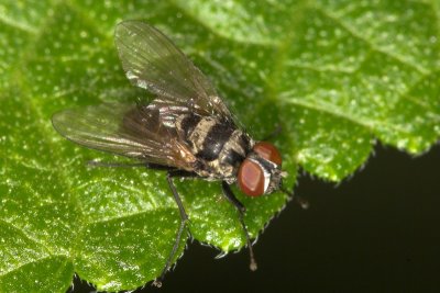 Greenbottle blow fly