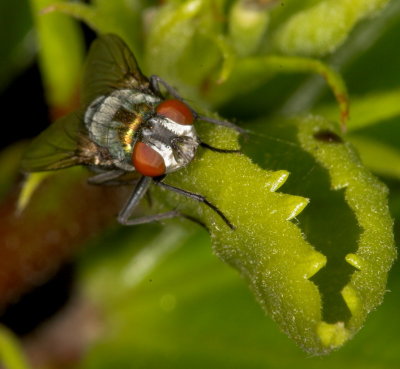 Greenbottle blow fly