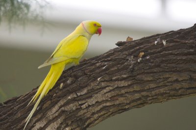 Rose-Ringed Parakeet