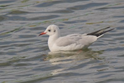 Black-Headed Gull