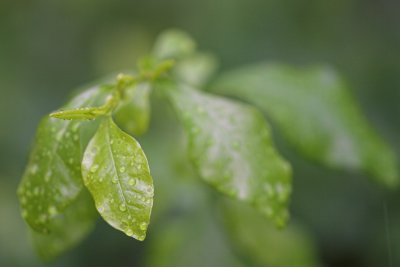 IMG_4166.jpg