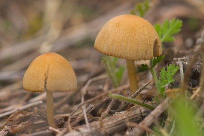 Mushrooms