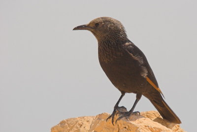 Masada
